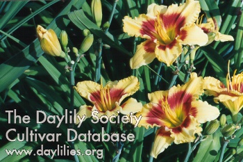 Daylily Renegade Lady